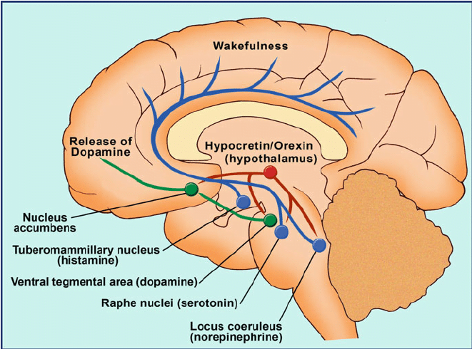 hypocretin-orexin-neurons-Hypocretin-orexin